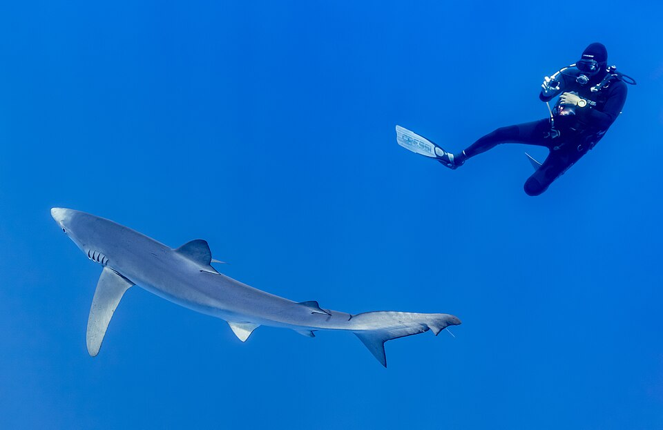 Deep diving and when you need more training