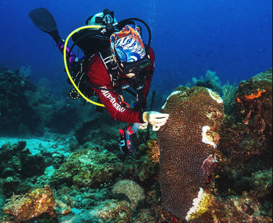 How much does diving cost