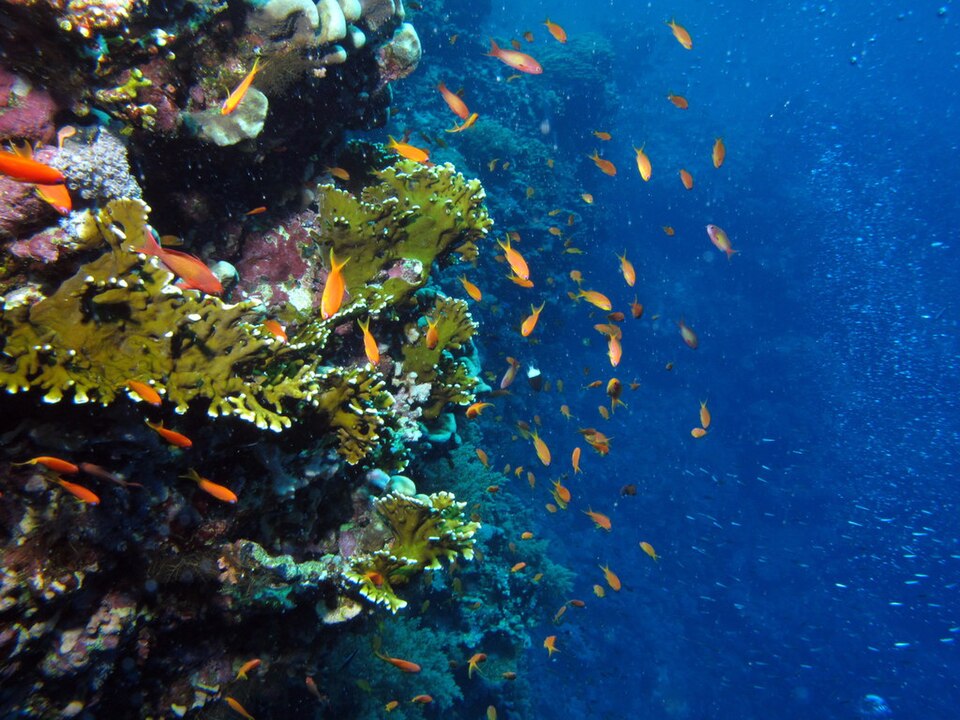 What drift diving is (and where to do it)
