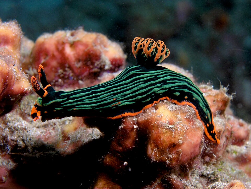 The world's best muck diving