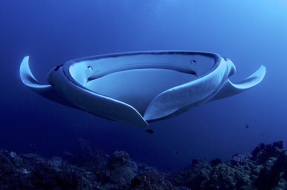 Diving with manta rays