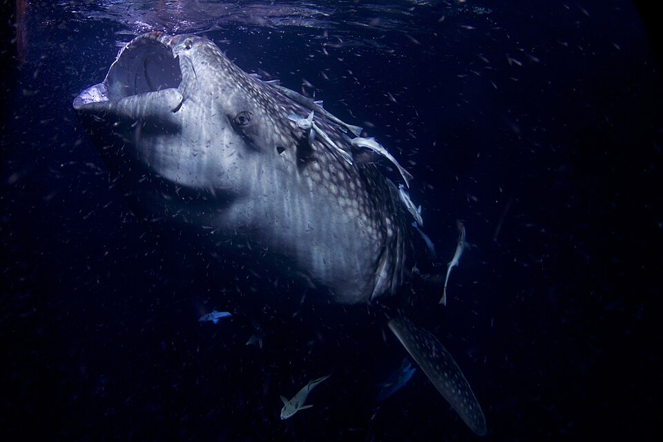 Best time to dive with whale sharks