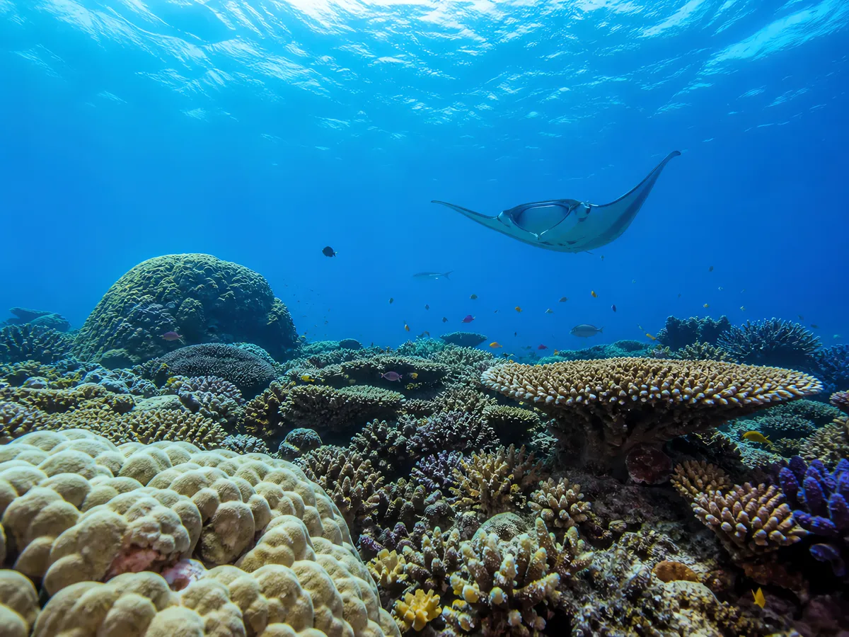 Australia's Iconic East to West: GBR, Yongala & Ningaloo